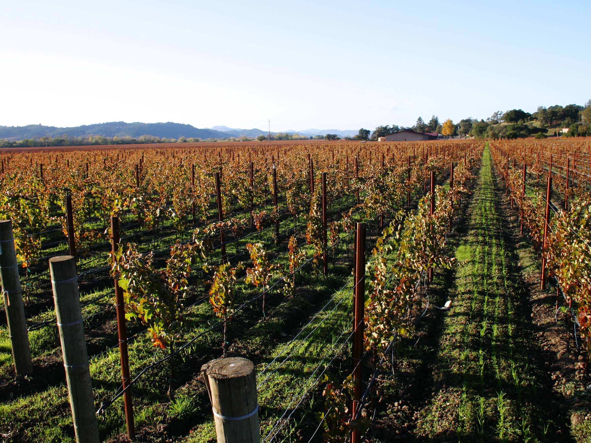 Domaine Patrick Giboulot - Wine Traditions ltd